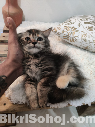 Persian kitten female